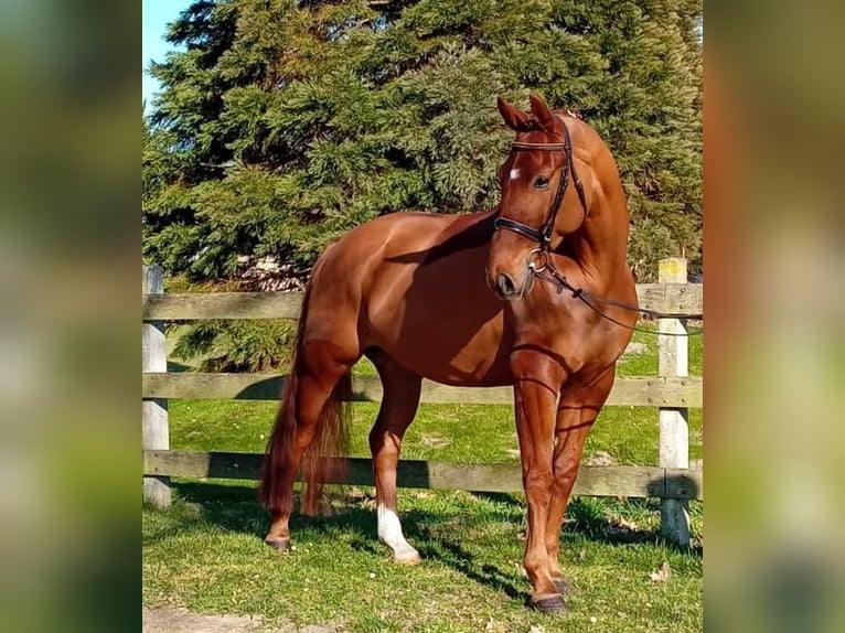 Oldenburg Castrone 6 Anni 174 cm Sauro in Gumtow