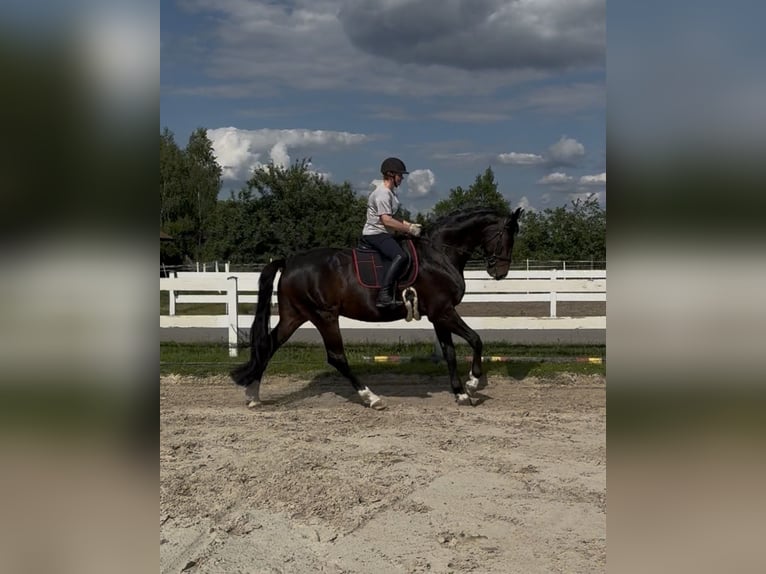 Oldenburg Castrone 6 Anni 175 cm Baio ciliegia in Piaseczno