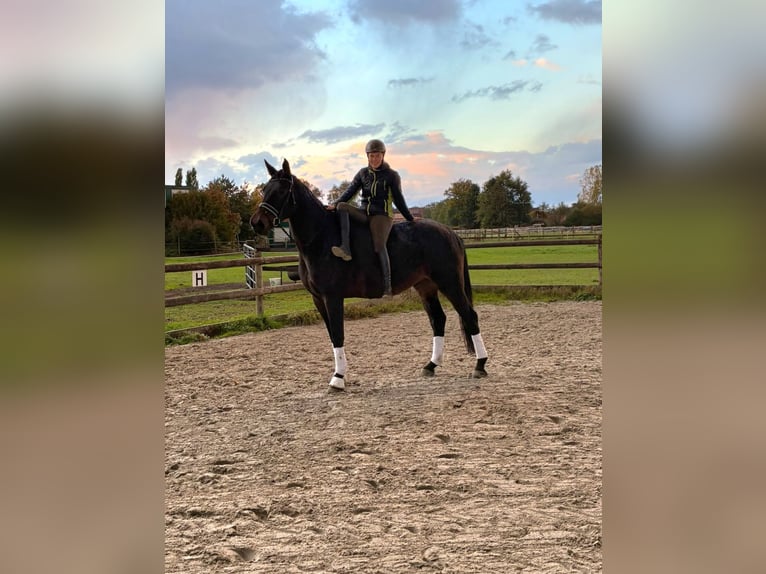 Oldenburg Castrone 6 Anni 175 cm Baio nero in Bramsche