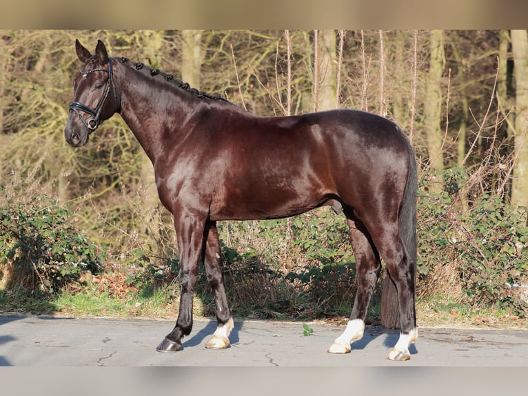 Oldenburg Castrone 6 Anni 175 cm Baio scuro in Herzebrock-Clarholz