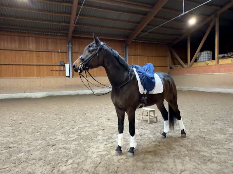 Oldenburg Castrone 6 Anni 175 cm Baio scuro in Jüchen