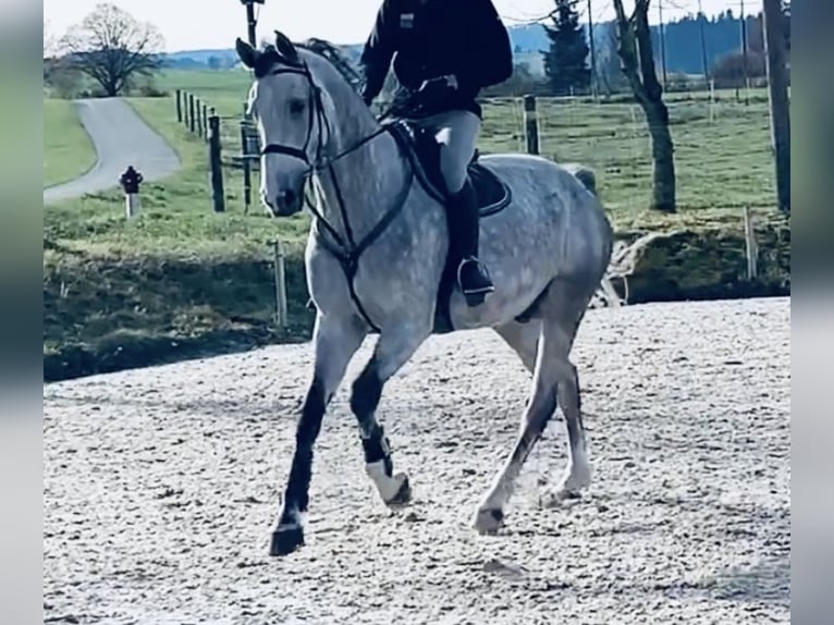 Oldenburg Castrone 6 Anni 175 cm Grigio in Altusried