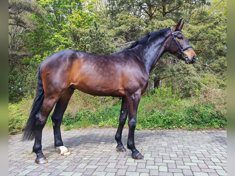 Oldenburg Castrone 6 Anni 176 cm Baio ciliegia in Ventspils