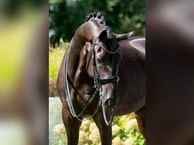 Oldenburg Castrone 6 Anni 176 cm Morello in Susteren