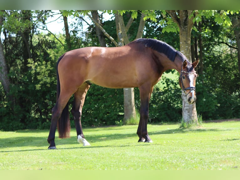 Oldenburg Castrone 6 Anni 178 cm Baio in Börrstadt