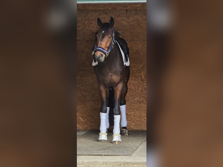 Oldenburg Castrone 6 Anni 178 cm Baio in Overijse