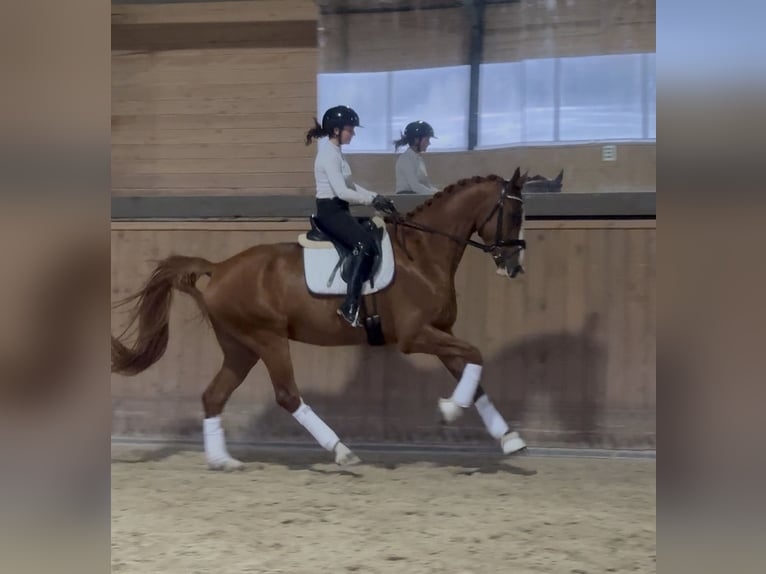 Oldenburg Castrone 6 Anni 179 cm Sauro in Thyrow