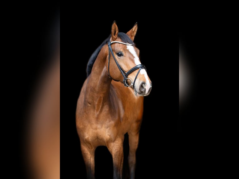 Oldenburg Castrone 6 Anni 180 cm Baio in Börrstadt
