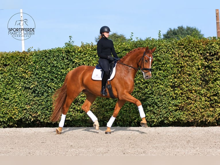 Oldenburg Castrone 6 Anni 180 cm Sauro in Löningen