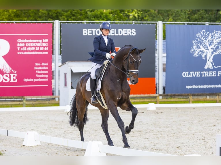 Oldenburg Castrone 6 Anni 185 cm Baio scuro in Mönchengladbach