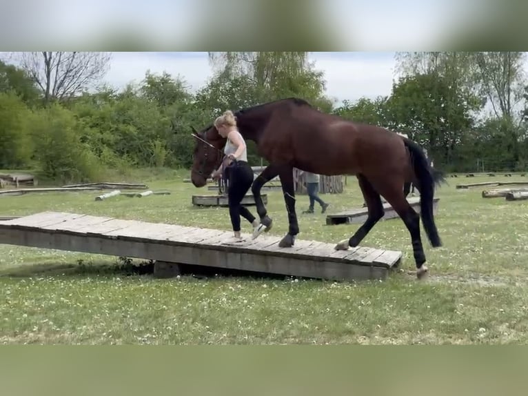 Oldenburg Castrone 6 Anni 188 cm Baio in Ravensburg