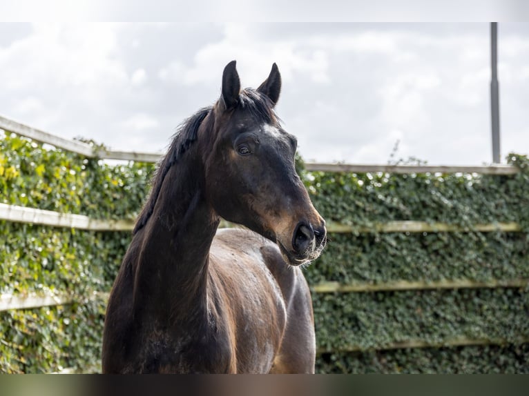 Oldenburg Castrone 6 Anni Baio in Waddinxveen