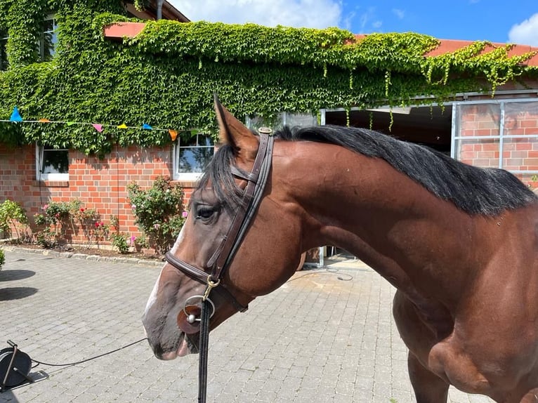 Oldenburg Castrone 6 Anni Baio ciliegia in Bissendorf