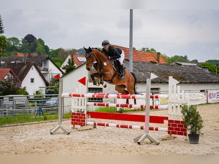 Oldenburg Castrone 7 Anni 161 cm Baio in Ellwangen (Jagst)