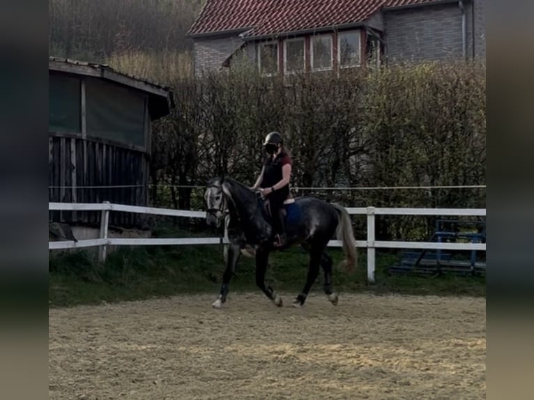 Oldenburg Castrone 7 Anni 162 cm Grigio ferro in Brakel