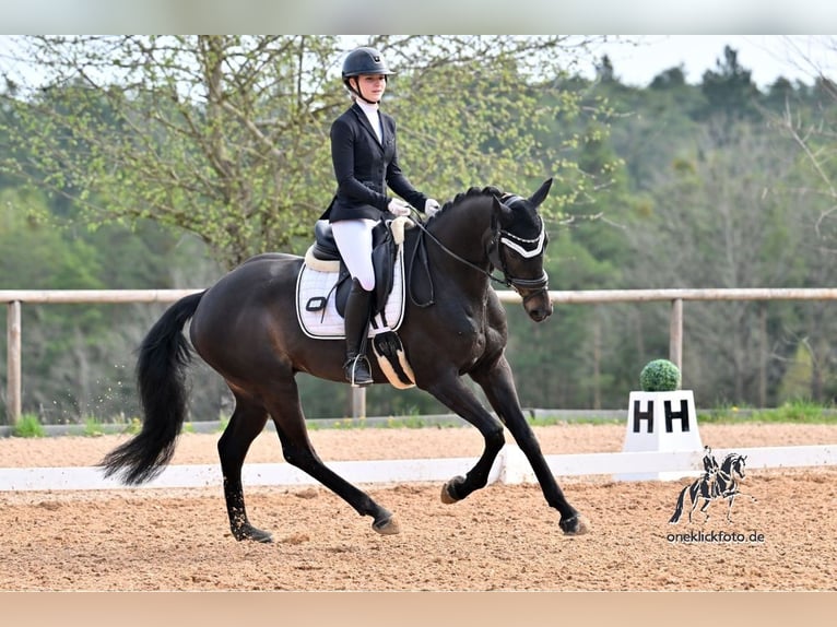 Oldenburg Castrone 7 Anni 163 cm Baio nero in Kümmersbruck