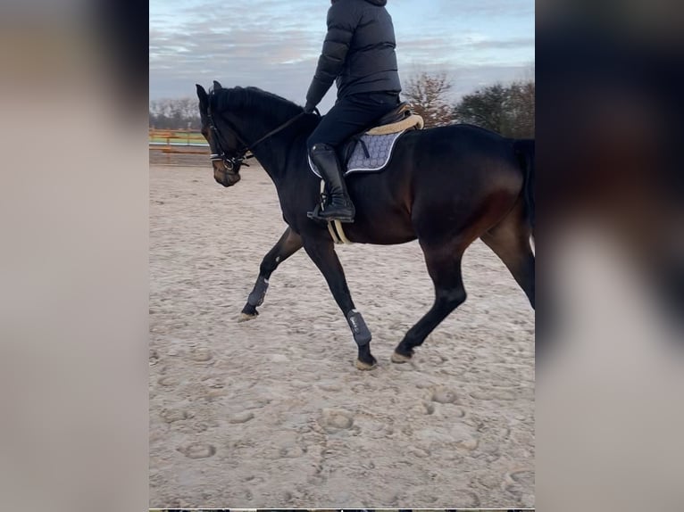 Oldenburg Castrone 7 Anni 163 cm Baio nero in Barsinghausen