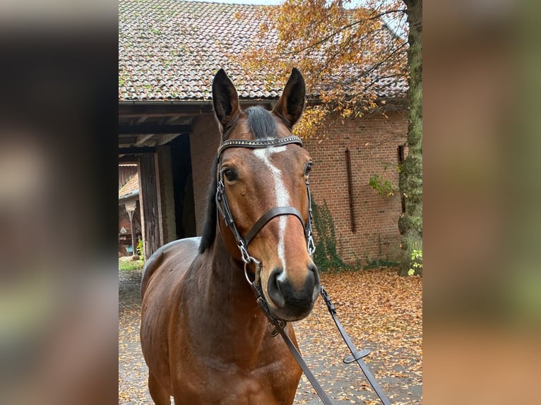 Oldenburg Castrone 7 Anni 164 cm Baio scuro in Lachendorf