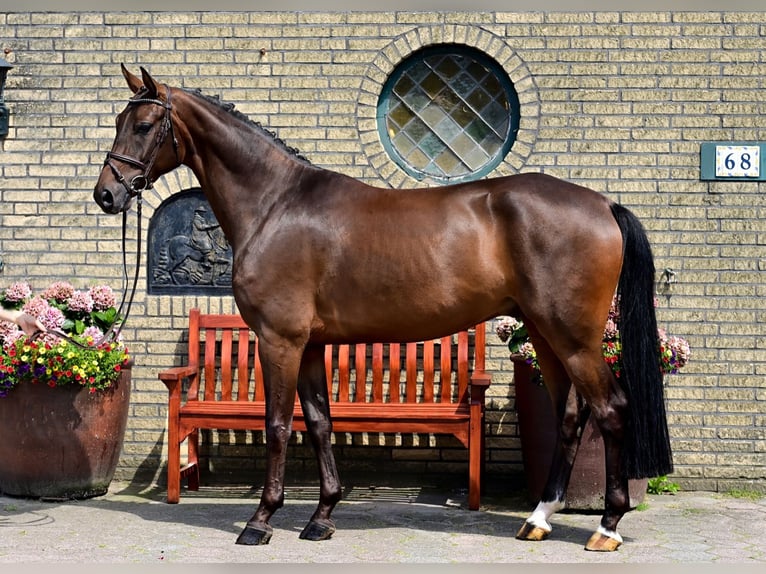 Oldenburg Castrone 7 Anni 165 cm Baio in WardenburgWardenburg