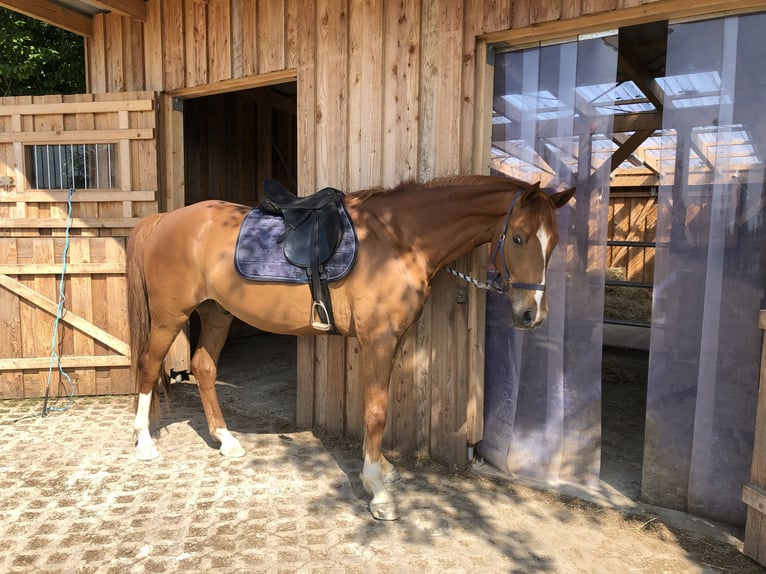 Oldenburg Castrone 7 Anni 165 cm Sauro in Westerholt