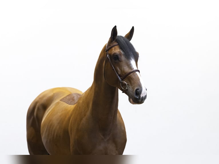 Oldenburg Castrone 7 Anni 167 cm Baio in Waddinxveen