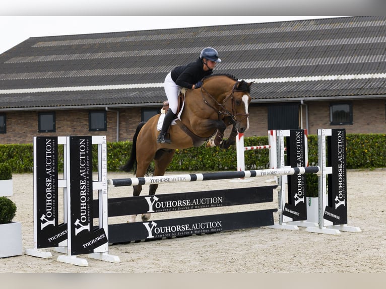 Oldenburg Castrone 7 Anni 167 cm Baio in Waddinxveen