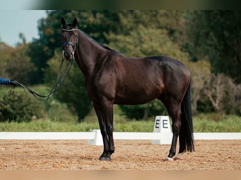 Oldenburg Castrone 7 Anni 167 cm Baio scuro in Pliening Oldenburg Castrone 7 Anni 167 cm Baio scuro in Pliening