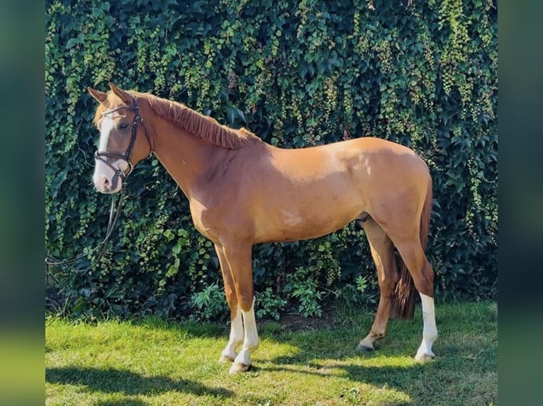Oldenburg Castrone 7 Anni 167 cm Sauro in GyhumHeeslingen