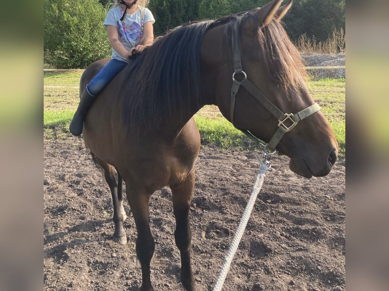 Oldenburg Castrone 7 Anni 168 cm Baio in Visselh&#xF6;vede