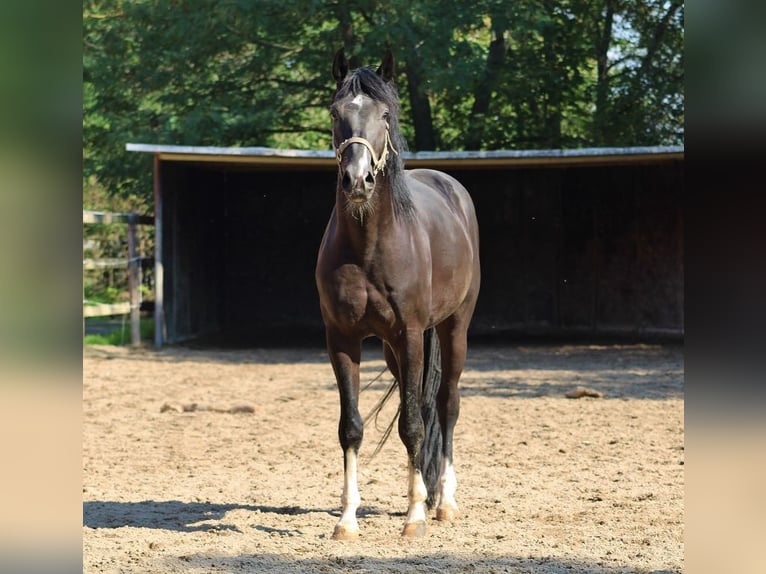 Oldenburg Castrone 7 Anni 168 cm Morello in Hagenbach