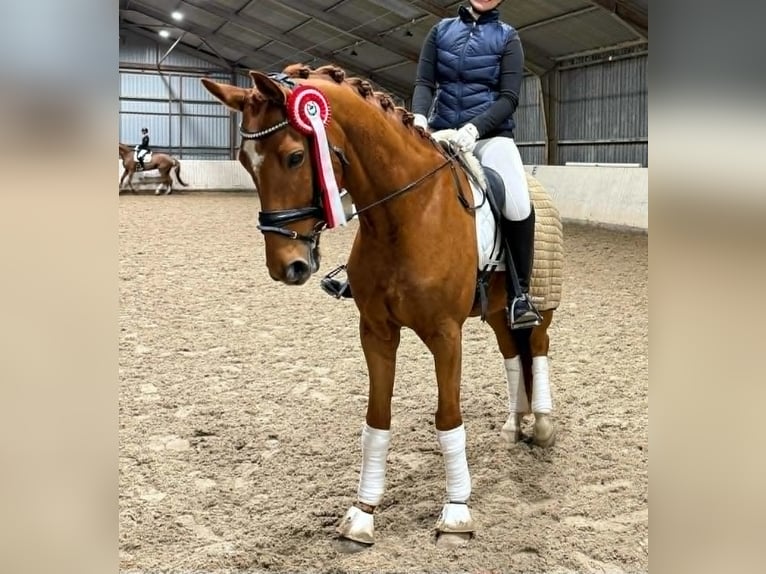 Oldenburg Castrone 7 Anni 168 cm Red dun in viby j