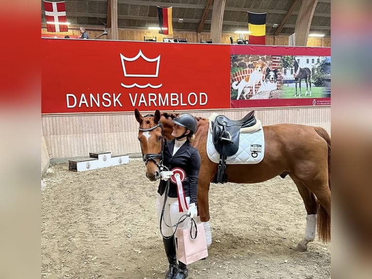 Oldenburg Castrone 7 Anni 168 cm Red dun in viby j