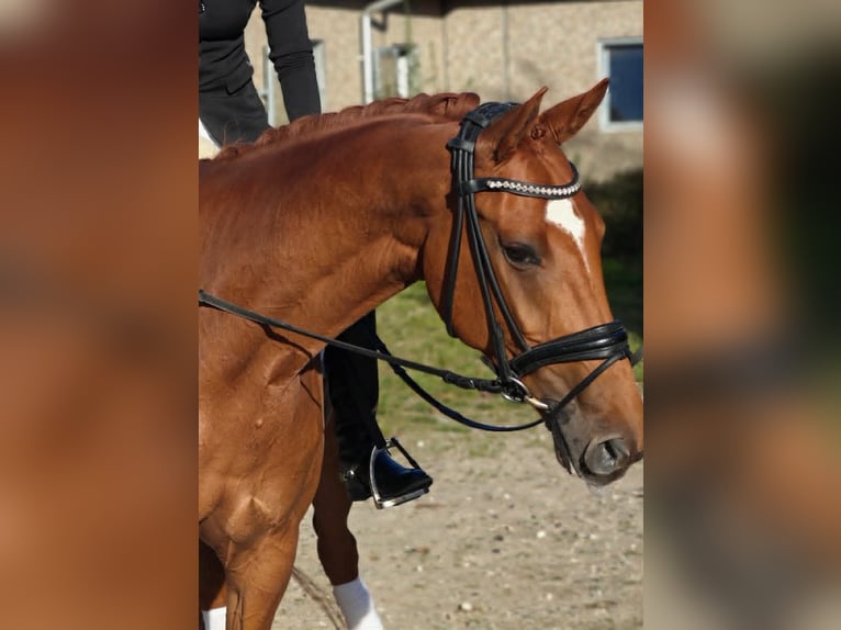 Oldenburg Castrone 7 Anni 168 cm Red dun in viby j