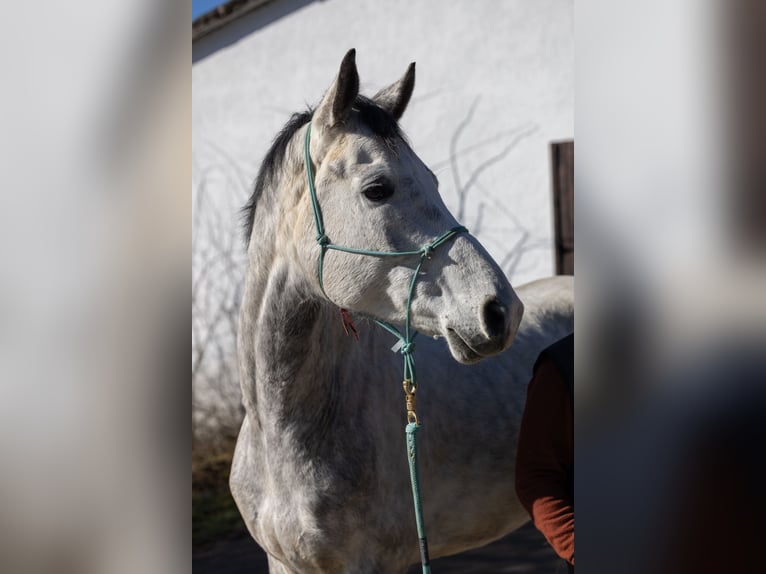Oldenburg Castrone 7 Anni 169 cm Grigio pezzato in Geisenheim