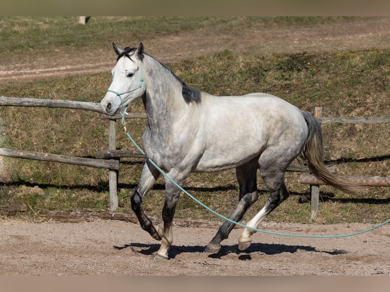 Oldenburg Castrone 7 Anni 169 cm Grigio pezzato in Geisenheim