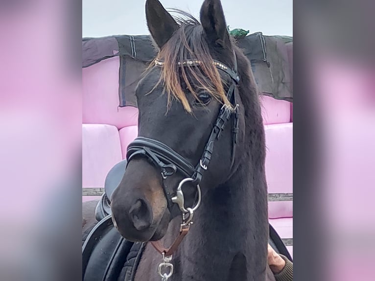 Oldenburg Castrone 7 Anni 170 cm Baio nero in Viernheim