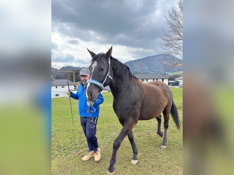 Oldenburg Mix Castrone 7 Anni 170 cm Baio nero in Koppl