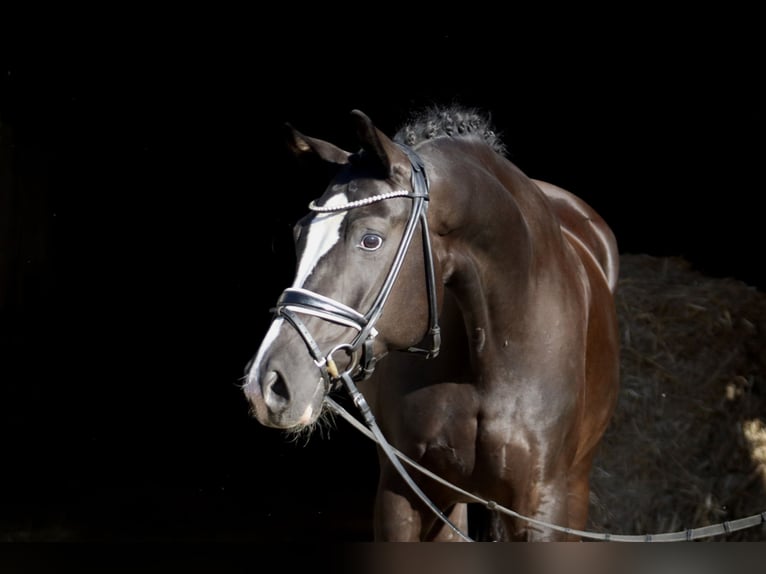 Oldenburg Castrone 7 Anni 170 cm Morello in Deinstedt