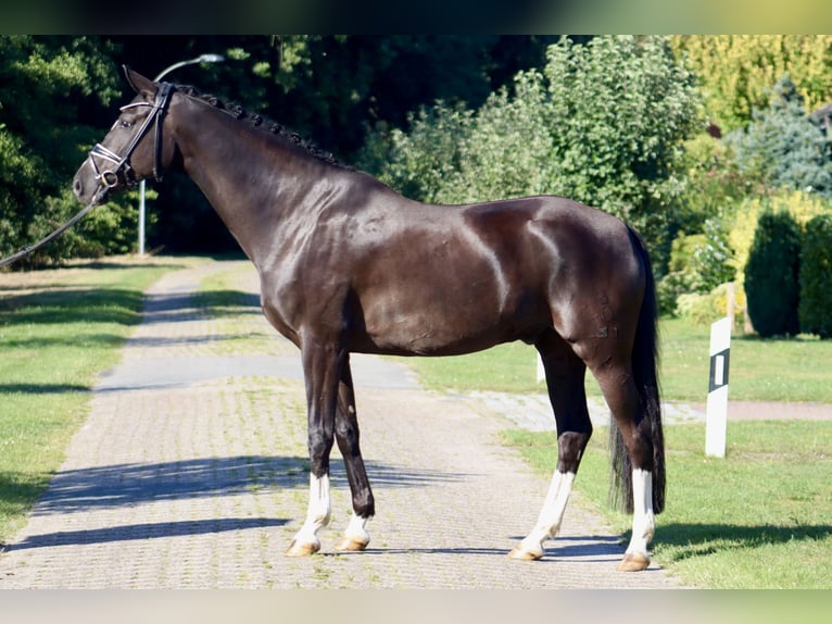 Oldenburg Castrone 7 Anni 170 cm Morello in Deinstedt