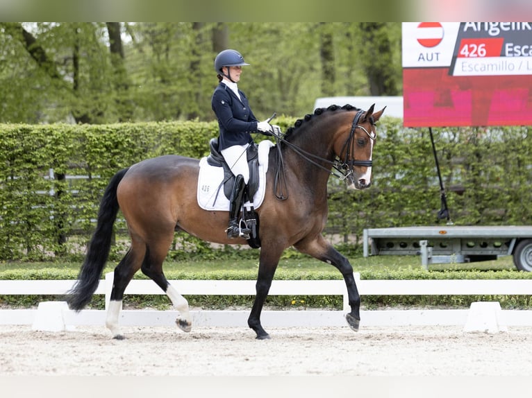 Oldenburg Castrone 7 Anni 172 cm Baio scuro in Bad Homburg vor der Höhe