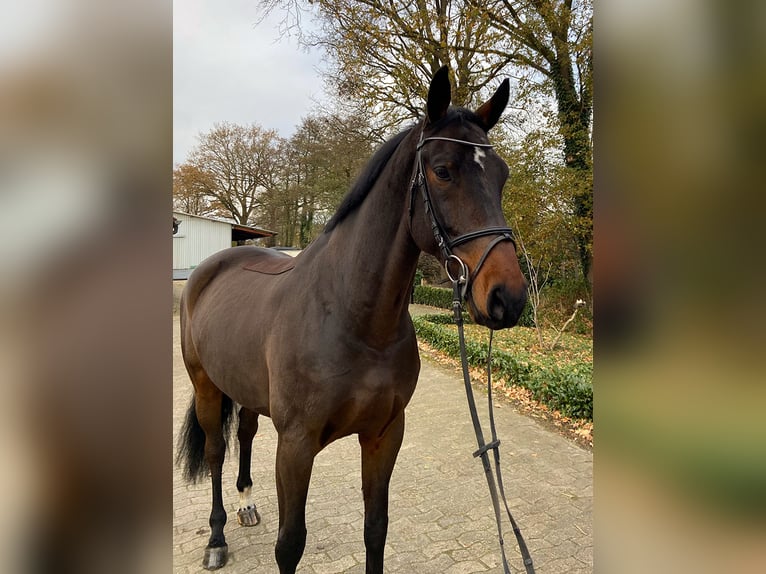 Oldenburg Castrone 7 Anni 172 cm Baio scuro in L&#xF6;ningen