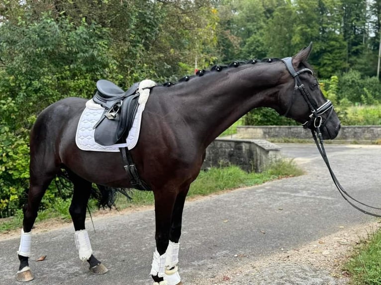 Oldenburg Castrone 7 Anni 172 cm Morello in Obergösgen