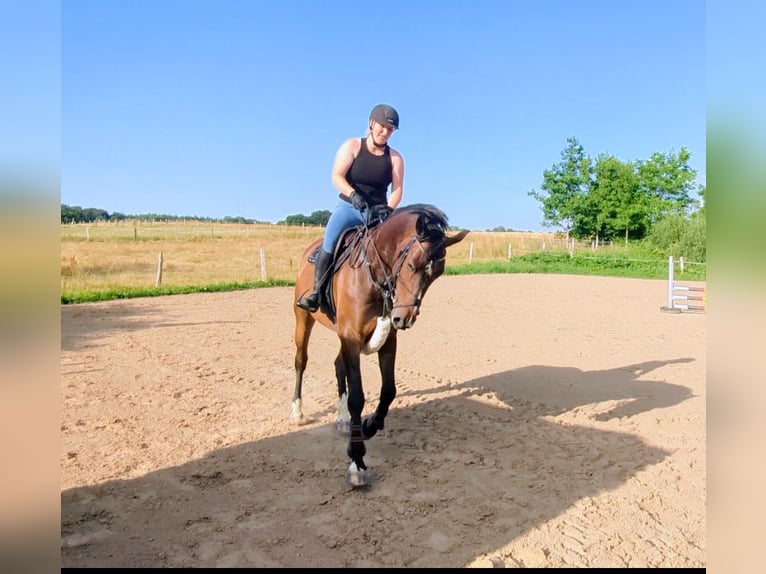 Oldenburg Castrone 7 Anni 173 cm Baio in Mühlen Eichsen