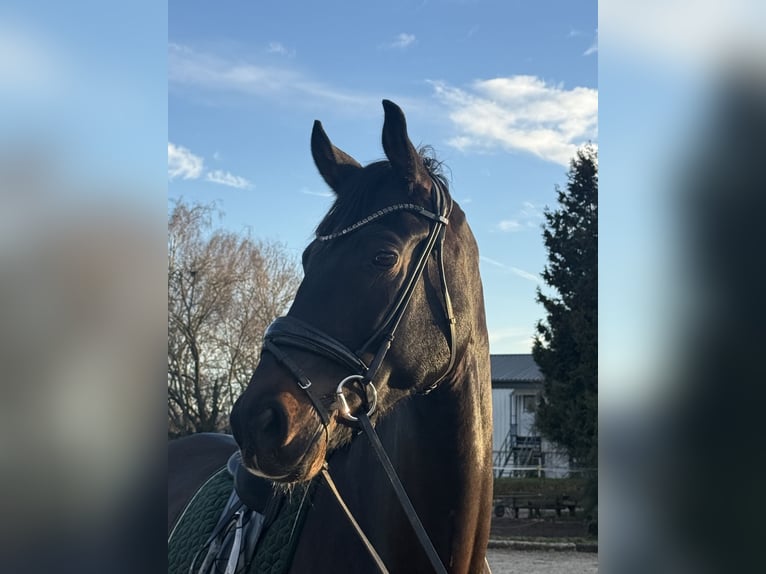Oldenburg Castrone 7 Anni 173 cm Baio scuro in Korntal-Münchingen