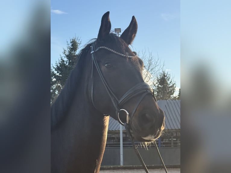Oldenburg Castrone 7 Anni 173 cm Baio scuro in Korntal-Münchingen