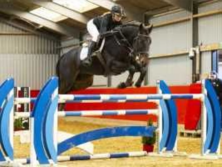 Oldenburg Castrone 7 Anni 173 cm Baio scuro in Waddinxveen