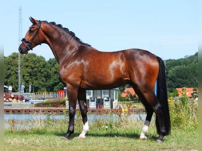 Oldenburg Castrone 7 Anni 174 cm Baio in Bodenheim