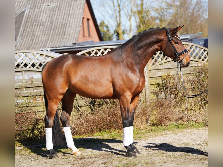 Oldenburg Castrone 7 Anni 174 cm Baio in Hohenfelde