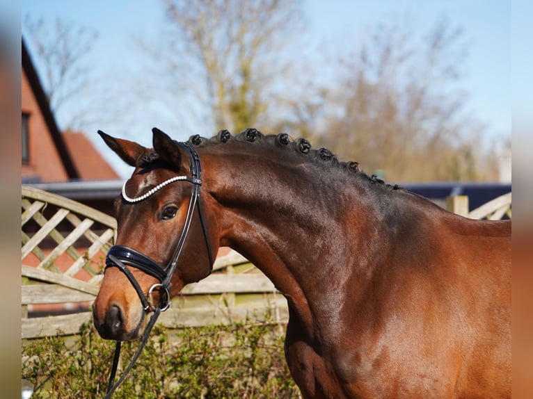 Oldenburg Castrone 7 Anni 174 cm Baio in Hohenfelde