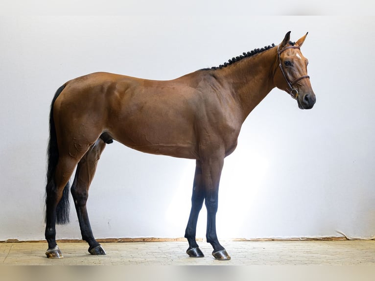 Oldenburg Castrone 7 Anni 174 cm Baio in Waddinxveen